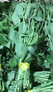 Image for Spring Pea Tendrils