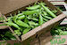 Image for Snap Peas
