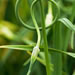Image for Garlic Scapes