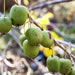 Image for Kiwi Berries