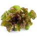 Image for Lettuce, Red Bibb