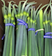 Image for Leek Scapes, NW