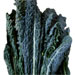 Image for Kale, Italian