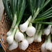 Image for Spring Onions, Local