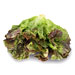 Image for Lettuce, Leaf