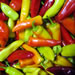 Image for Peppers, Mini sweet