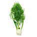 Image for Fennel, NW